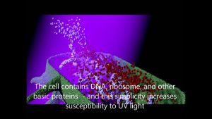 Read more about the article UV Light’s Effect on Bacteria